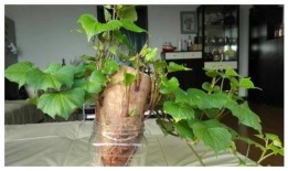 树叶最新爆料视频大全