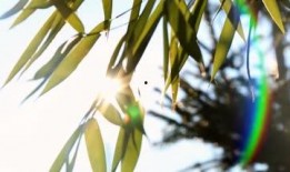 树叶最新爆料视频大全