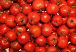 山楂加工爆料怎么做视频,视频带你领略山楂加工全过程